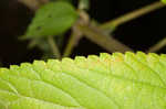 Smallspike false nettle